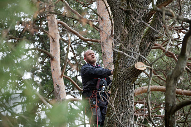 How Our Tree Care Process Works  in  La Crescenta Montrose, CA